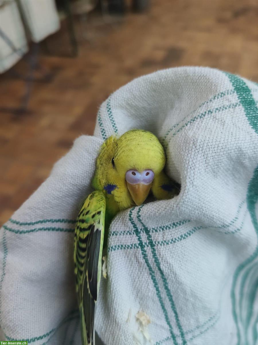 Bild 4: Verkauf: 5 junge Wellensittiche, ca. 4 Monate alt, nicht handzahm