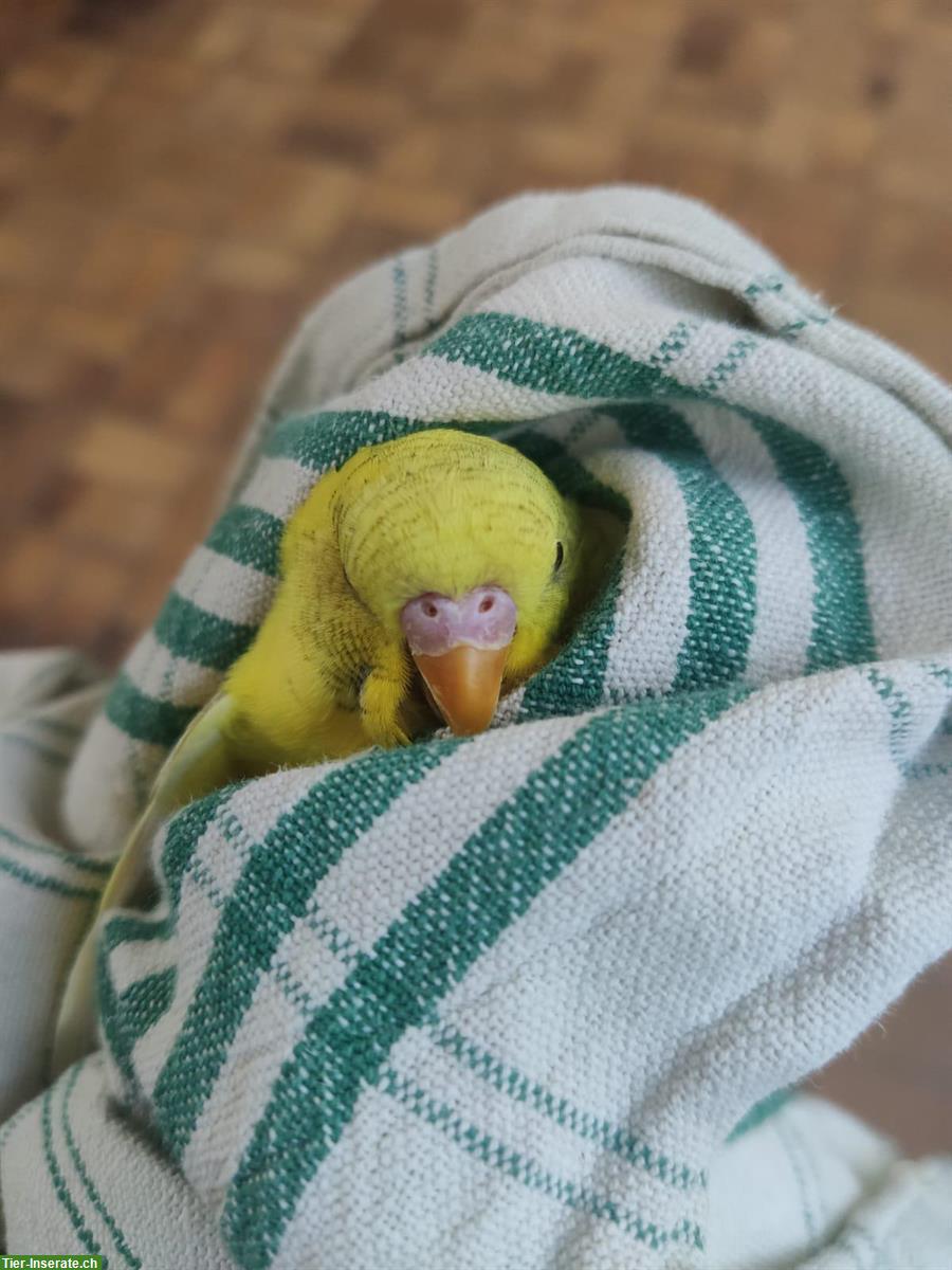 Bild 5: Verkauf: 5 junge Wellensittiche, ca. 4 Monate alt, nicht handzahm