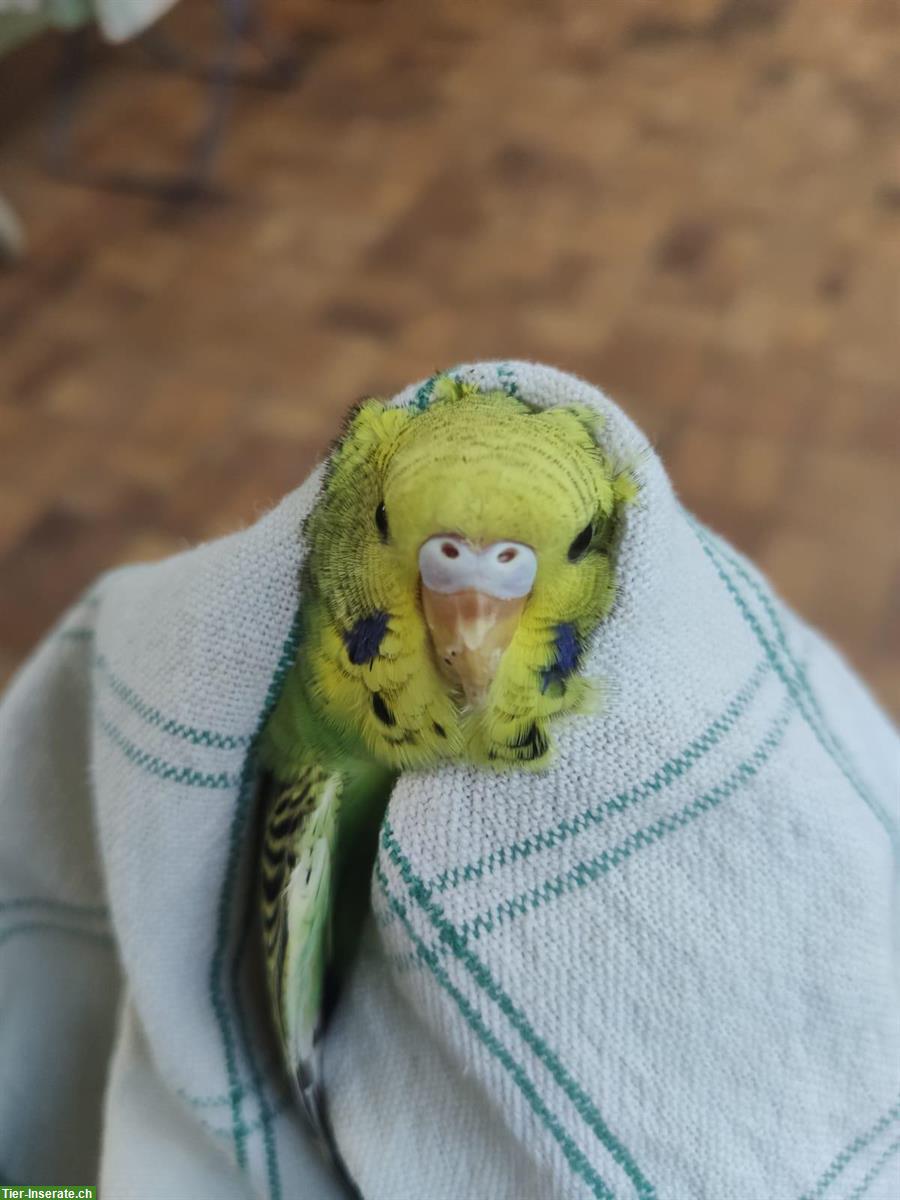 Bild 6: Verkauf: 5 junge Wellensittiche, ca. 4 Monate alt, nicht handzahm