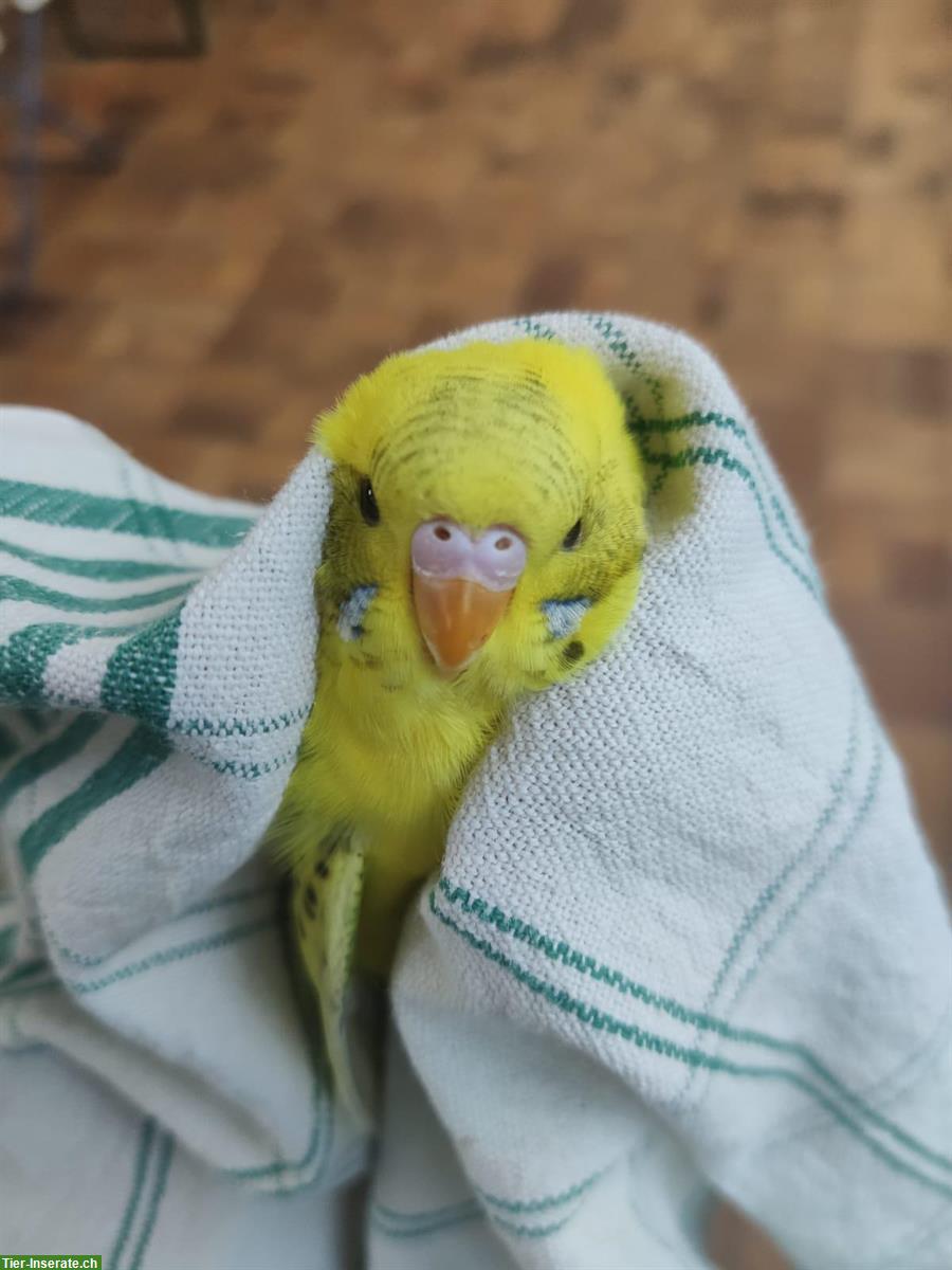 Bild 7: Verkauf: 5 junge Wellensittiche, ca. 4 Monate alt, nicht handzahm