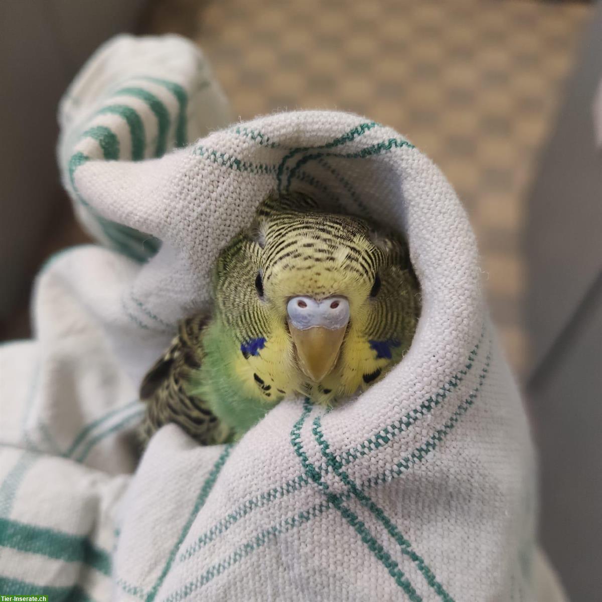 Bild 8: Verkauf: 5 junge Wellensittiche, ca. 4 Monate alt, nicht handzahm