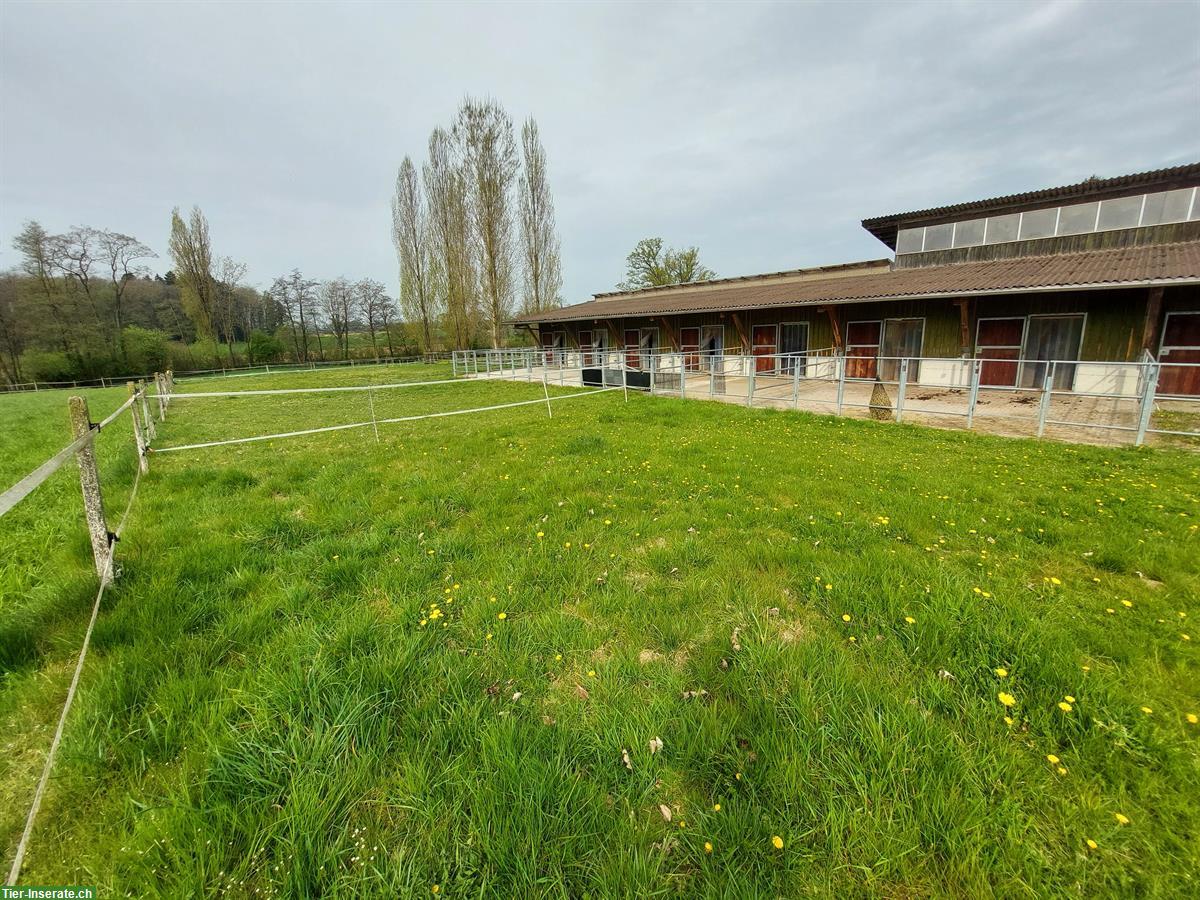 Auslaufboxen in Zuben TG mit Sandplatz & Pferdesolarium