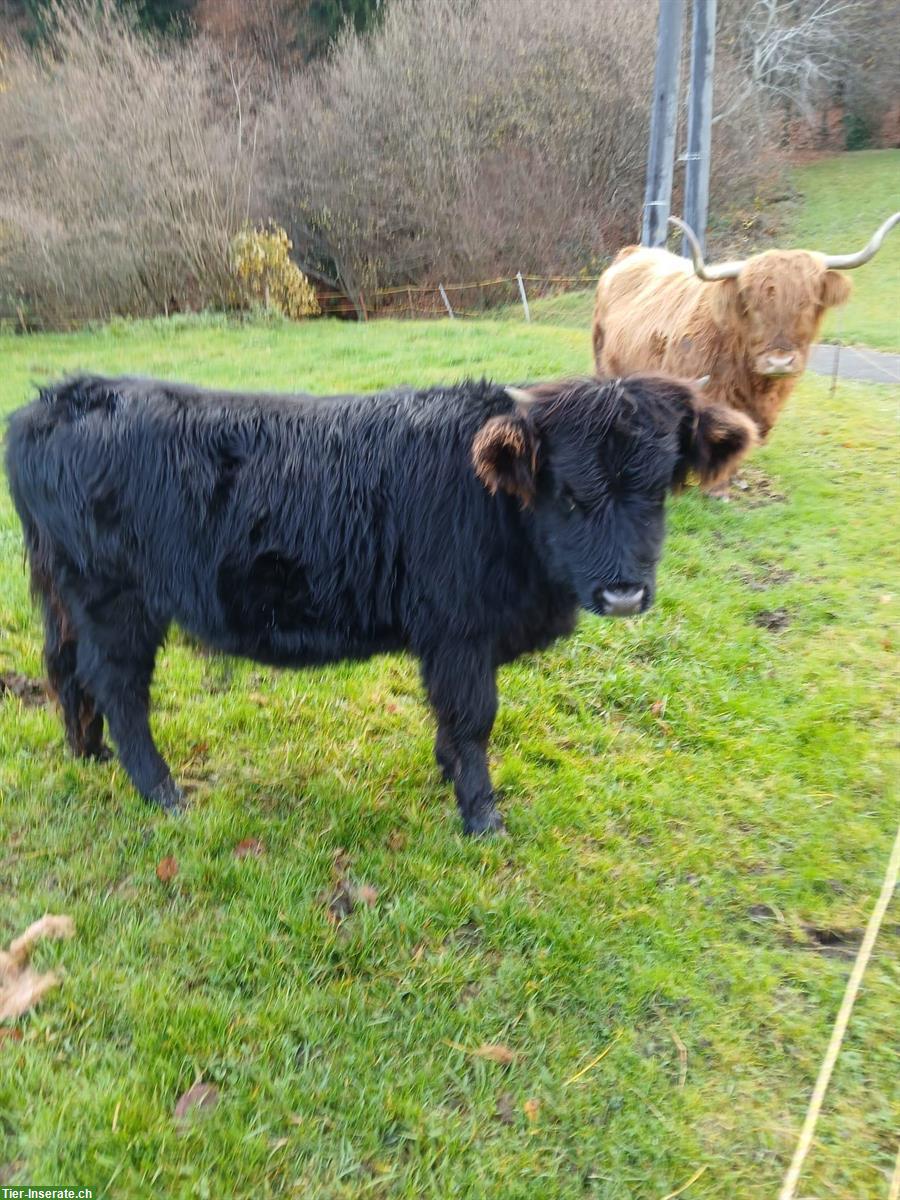 Schottisches Hochlandrind x Dexter zu verkaufen