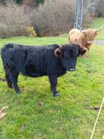 Schottisches Hochlandrind x Dexter zu verkaufen