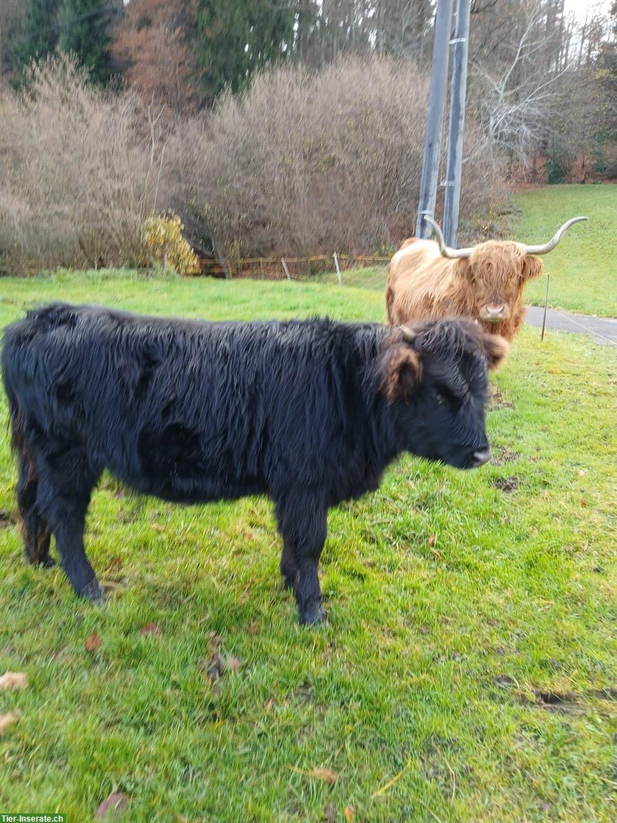 Bild 2: Schottisches Hochlandrind x Dexter zu verkaufen