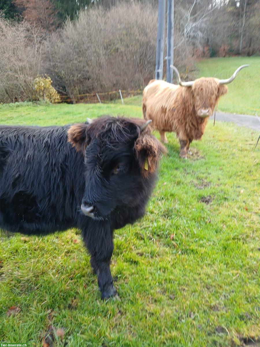 Bild 3: Schottisches Hochlandrind x Dexter zu verkaufen