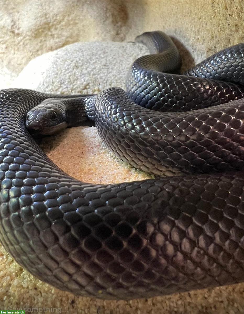 Schwarze Königsnatter (Lampropeltis nigrita) 0.1 NZ2021