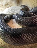 Schwarze Königsnatter (Lampropeltis nigrita) 0.1 NZ2021