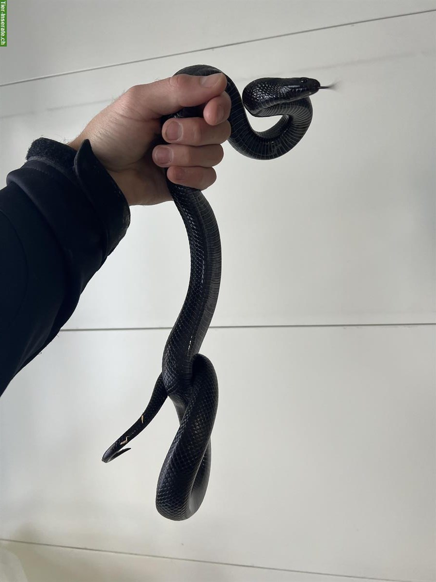 Bild 2: Schwarze Königsnatter (Lampropeltis nigrita) 0.1 NZ2021
