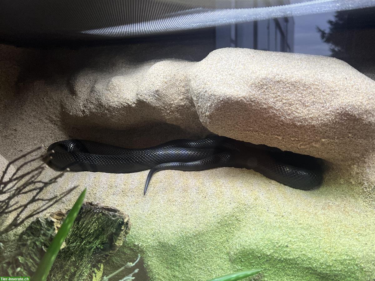 Bild 3: Schwarze Königsnatter (Lampropeltis nigrita) 0.1 NZ2021