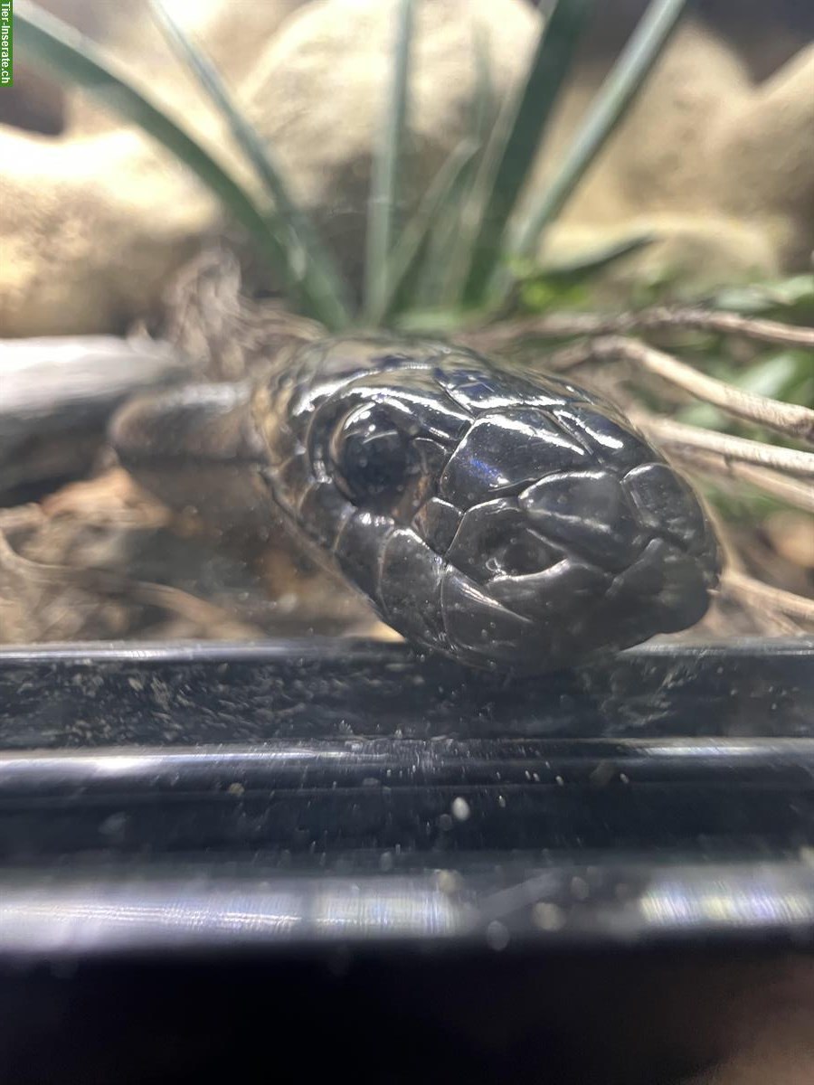 Bild 4: Schwarze Königsnatter (Lampropeltis nigrita) 0.1 NZ2021