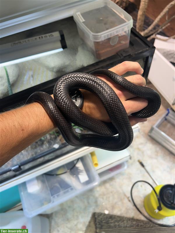 Bild 5: Schwarze Königsnatter (Lampropeltis nigrita) 0.1 NZ2021