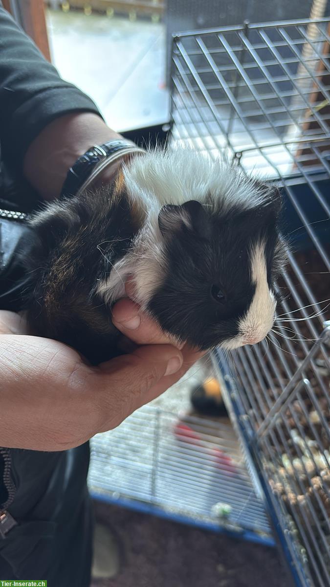 Bild 2: 5 junge langhaar Meerschweinchen suchen Zuhause