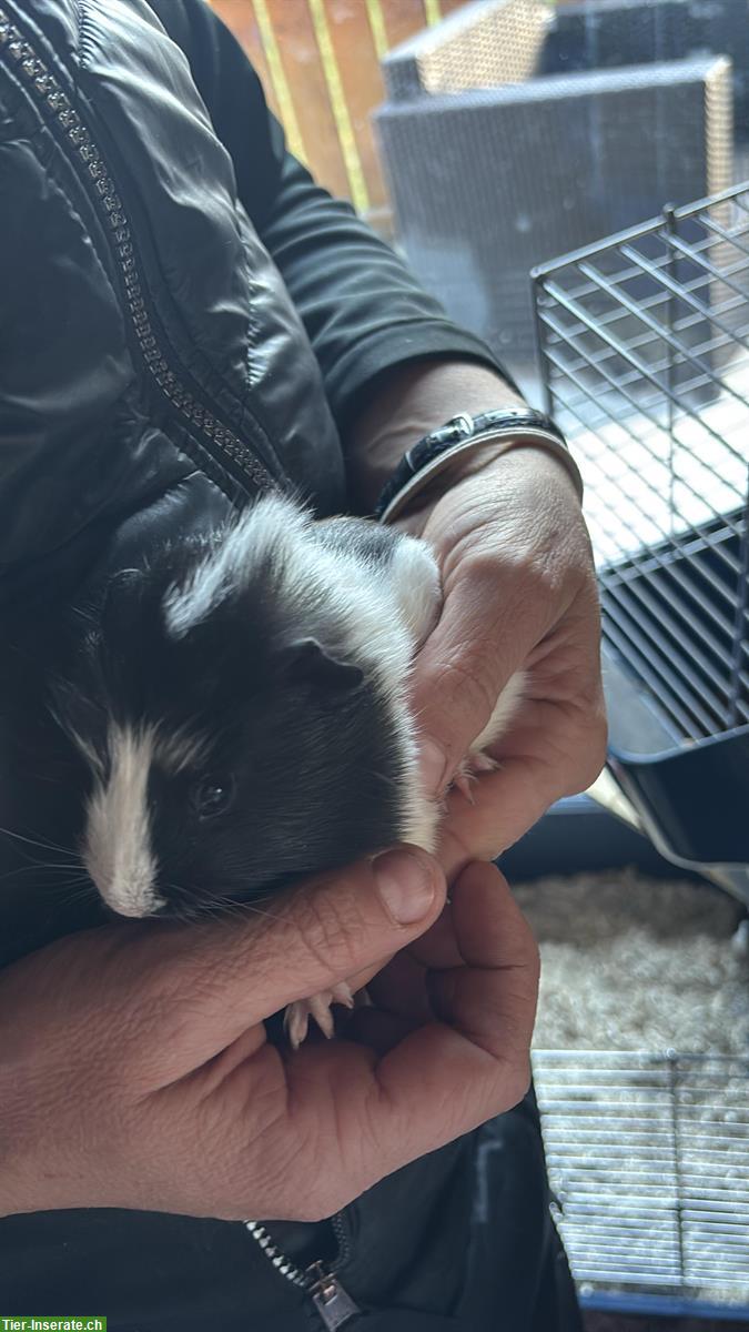 Bild 3: 5 junge langhaar Meerschweinchen suchen Zuhause