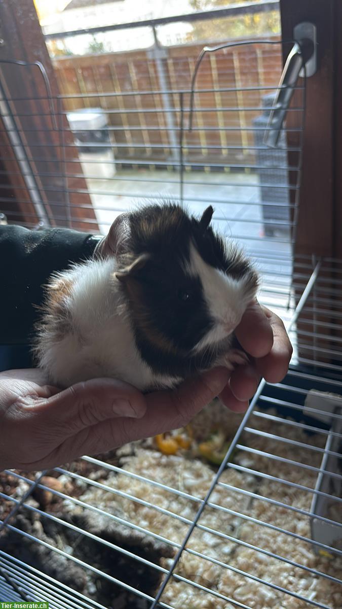 Bild 4: 5 junge langhaar Meerschweinchen suchen Zuhause