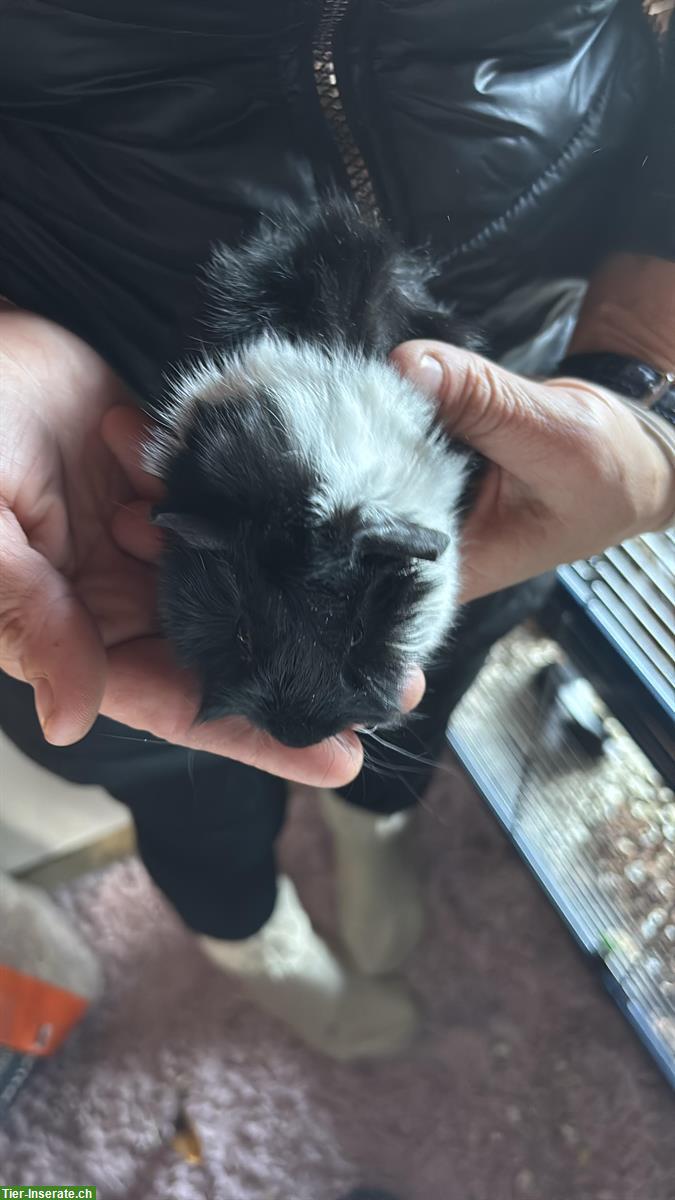 Bild 5: 5 junge langhaar Meerschweinchen suchen Zuhause