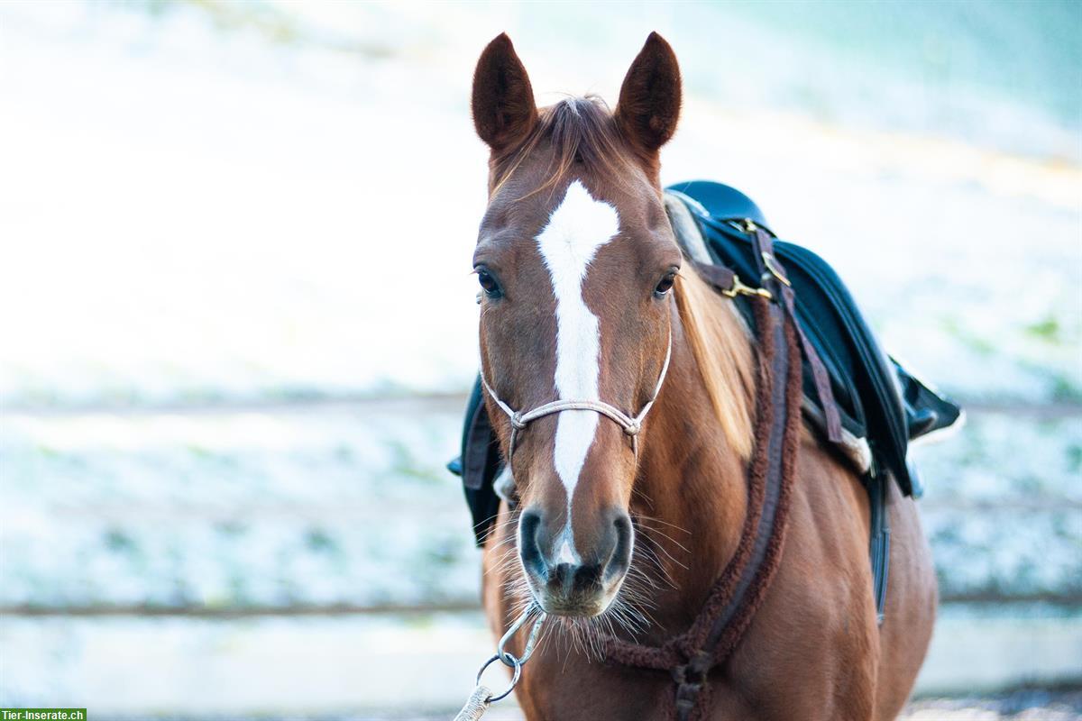 Schweizer Warmblut-Fuchsstute, tolles Freizeitpferd