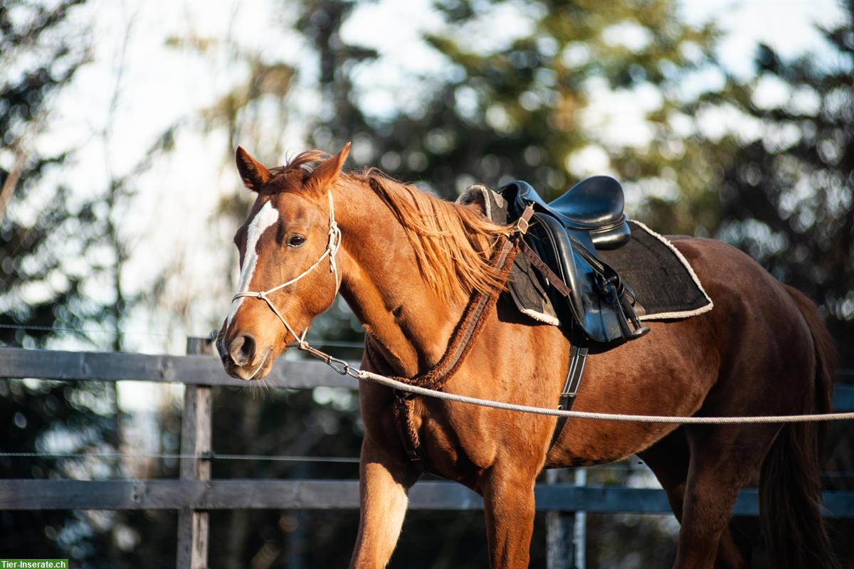 Bild 2: Schweizer Warmblut-Fuchsstute, tolles Freizeitpferd