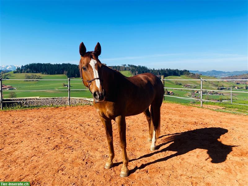 Bild 3: Schweizer Warmblut-Fuchsstute, tolles Freizeitpferd