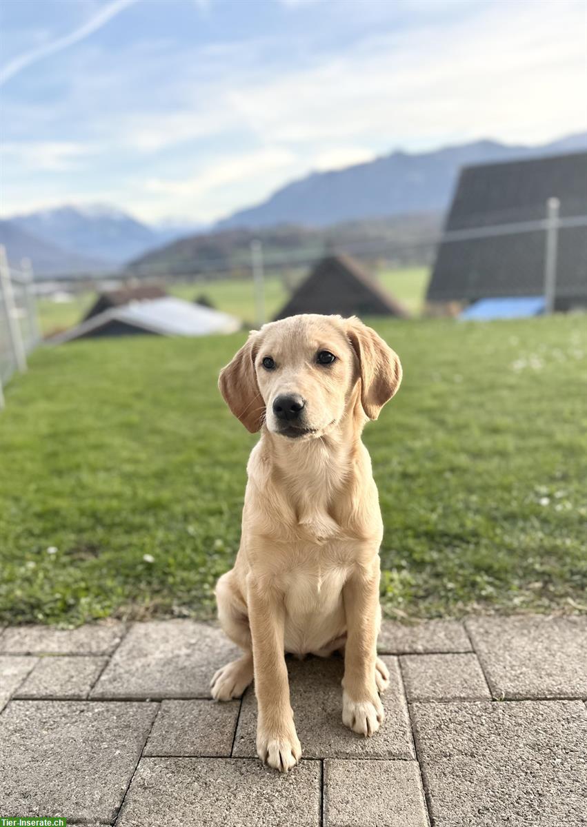 Reinrassiger Labrador Welpe, 4 Monate jung sucht Zuhause