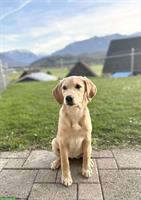 Reinrassiger Labrador Welpe, 4 Monate jung sucht Zuhause