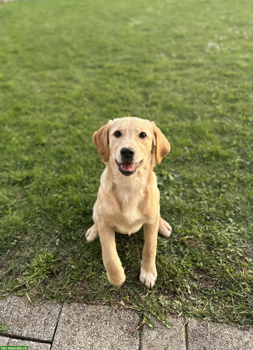 Bild 2: Reinrassiger Labrador Welpe, 4 Monate jung sucht Zuhause