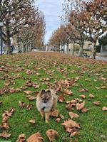 Pomeranian Rüde LINO, 6 Monate jung