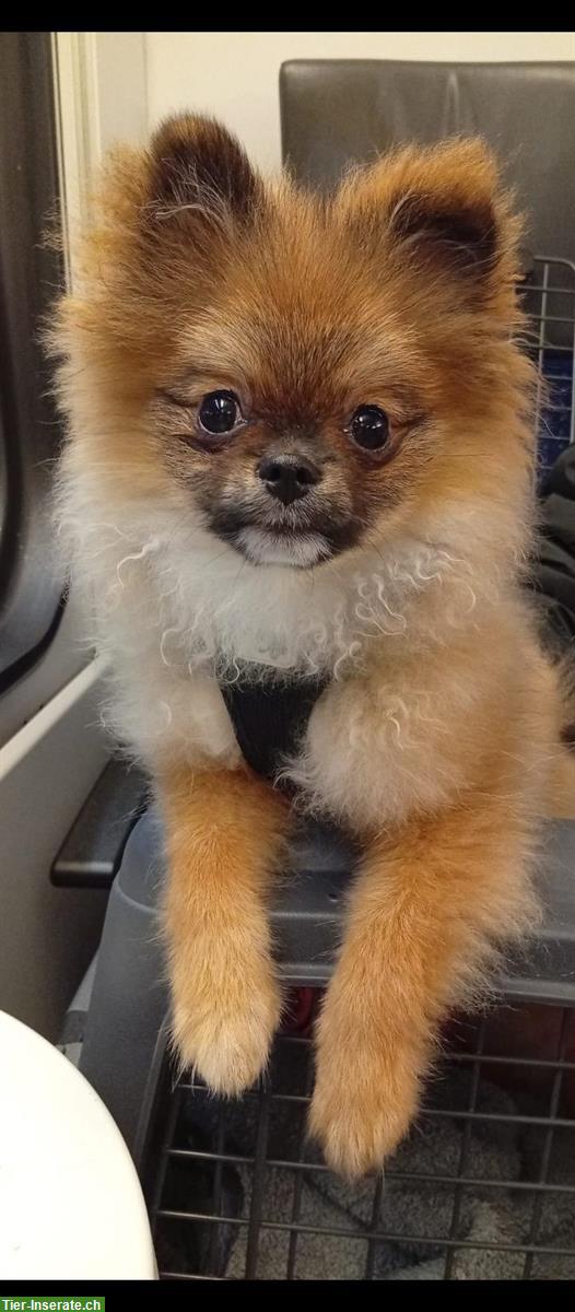 Bild 2: Pomeranian Rüde LINO, 6 Monate jung