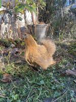 Junges Zwerg-Seidenhuhn sucht Hühnerschar