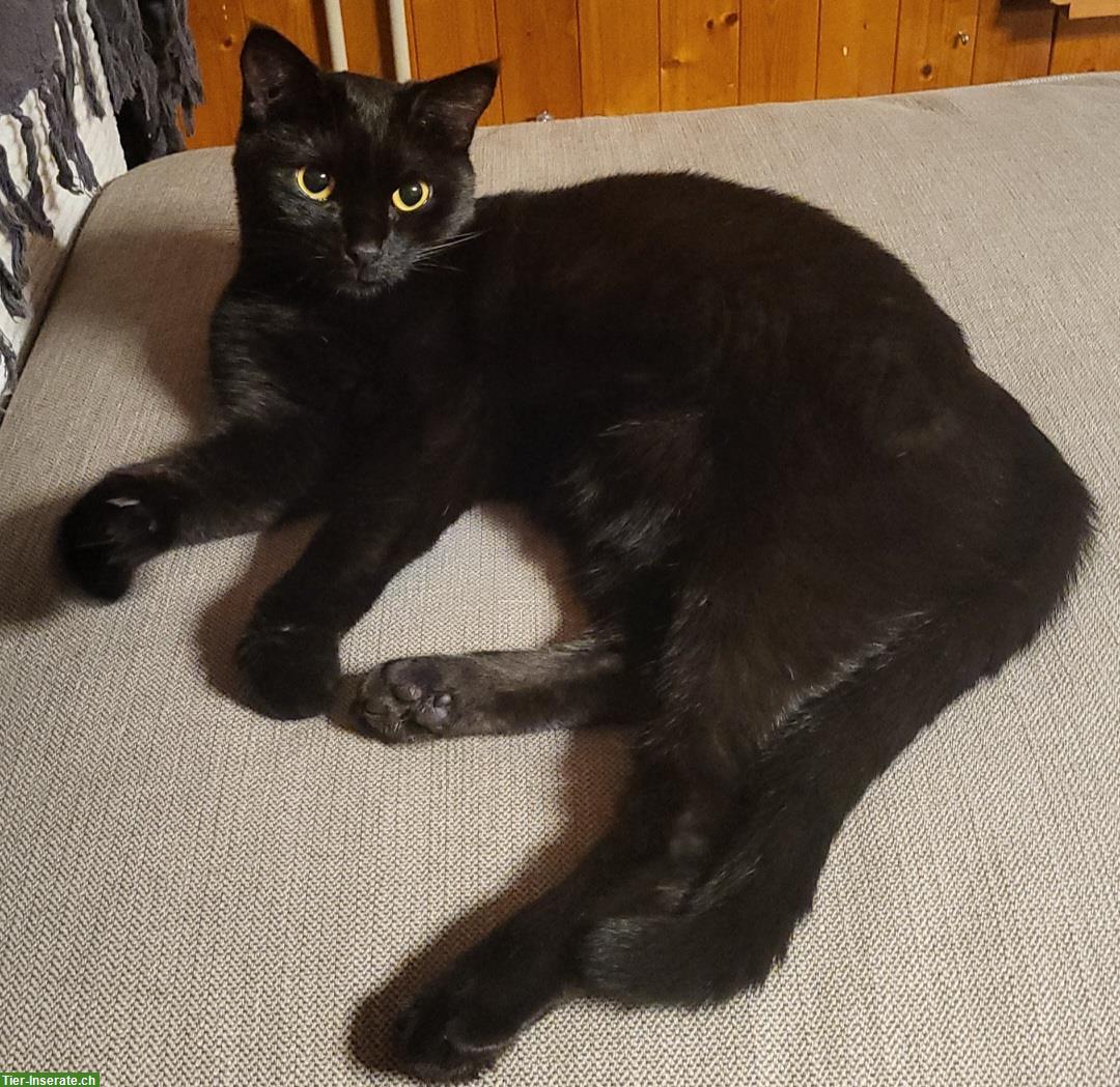 Schwarze Katze sucht Einzelplatz mit Freigang