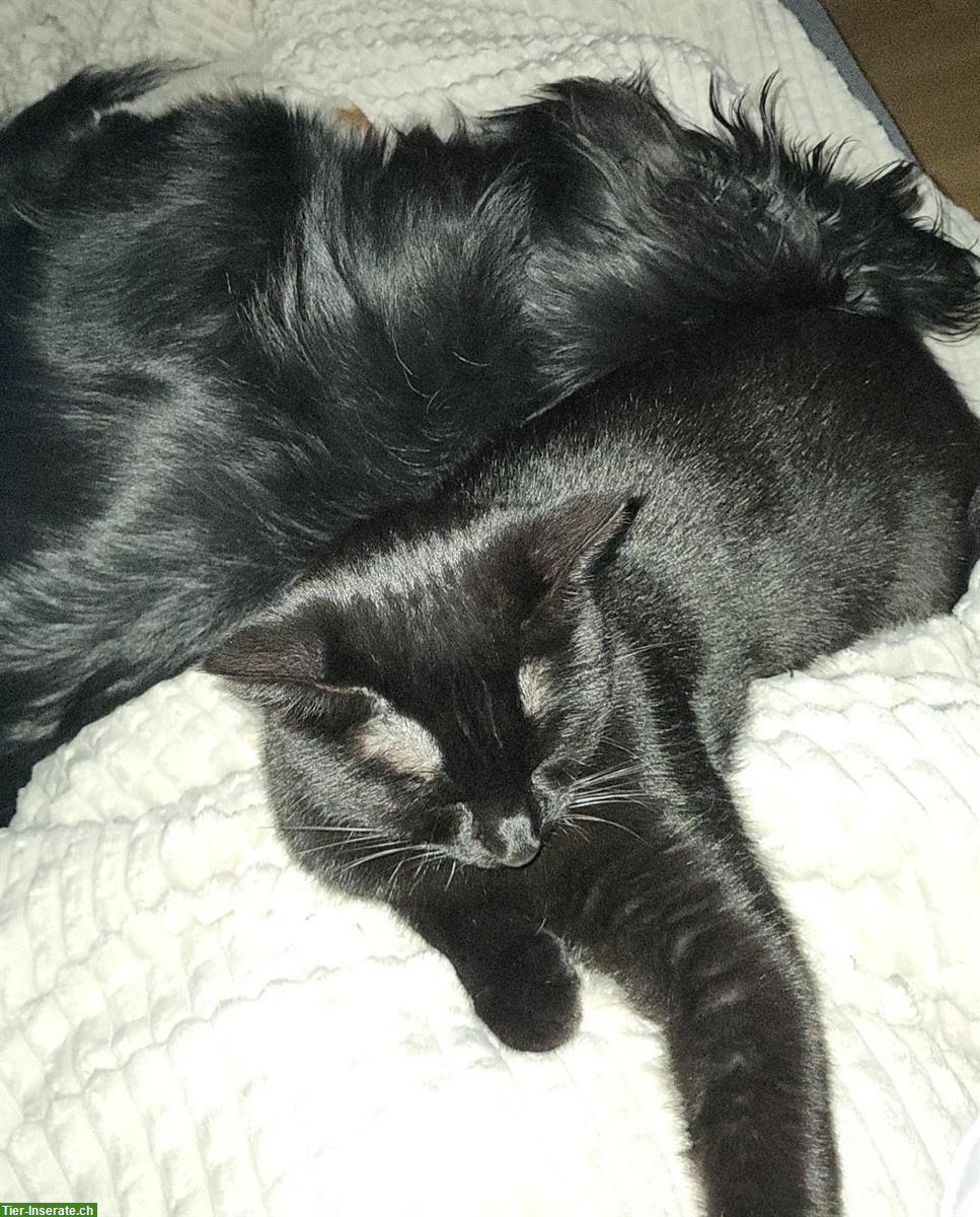 Bild 2: Schwarze Katze sucht Einzelplatz mit Freigang