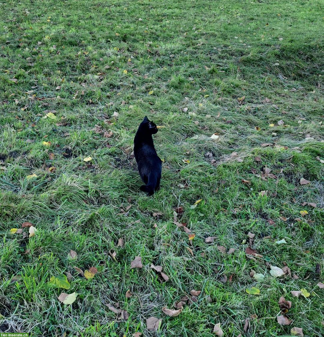 Bild 3: Schwarze Katze sucht Einzelplatz mit Freigang