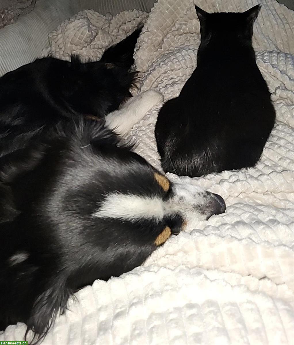 Bild 4: Schwarze Katze sucht Einzelplatz mit Freigang