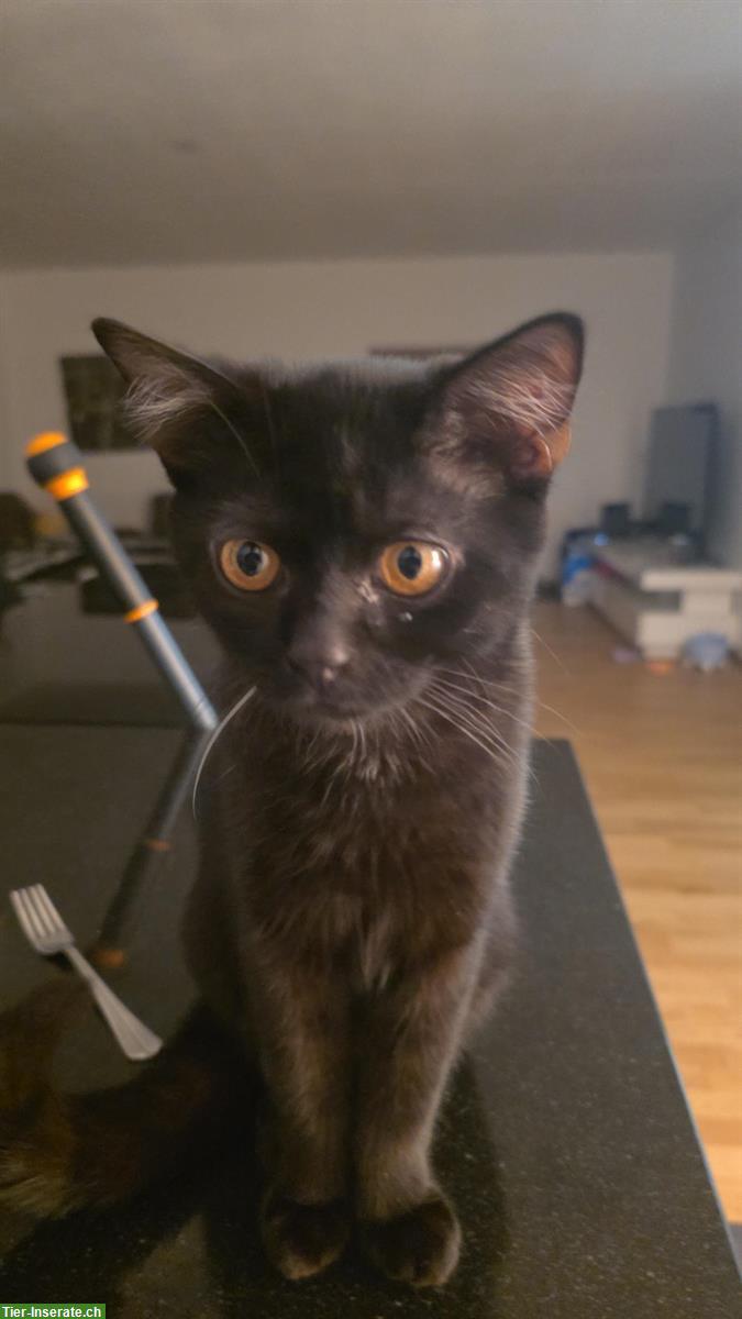 Schwarzer Perser-Mix Kater