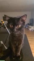 Schwarzer Perser-Mix Kater