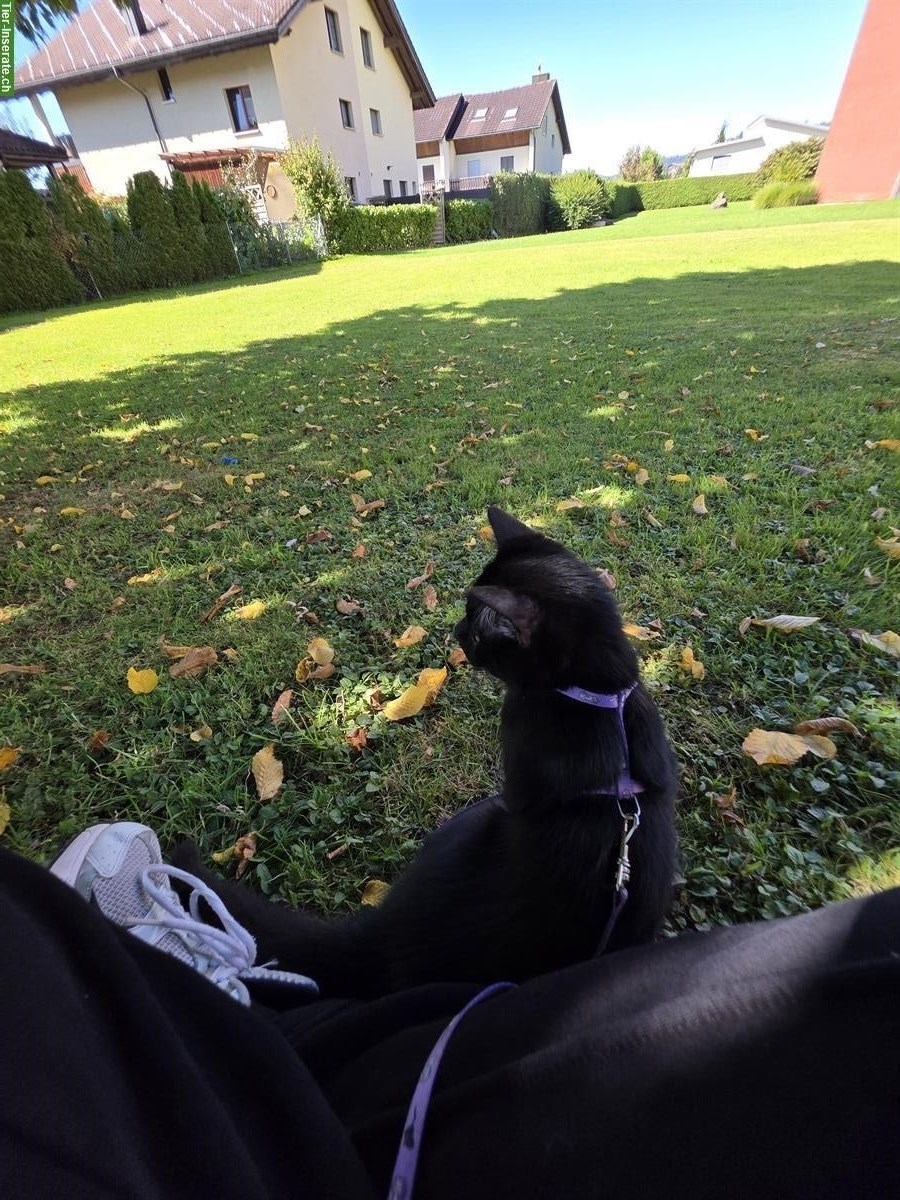 Bild 2: Schwarzer Perser-Mix Kater