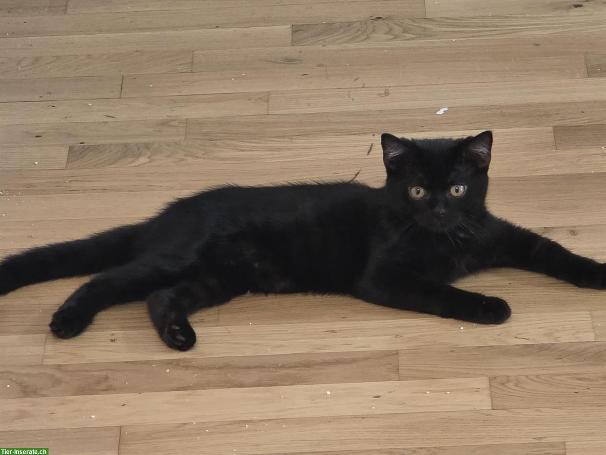 Bild 3: Schwarzer Perser-Mix Kater