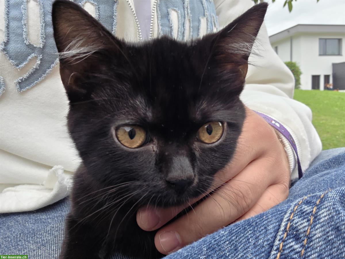 Bild 4: Schwarzer Perser-Mix Kater