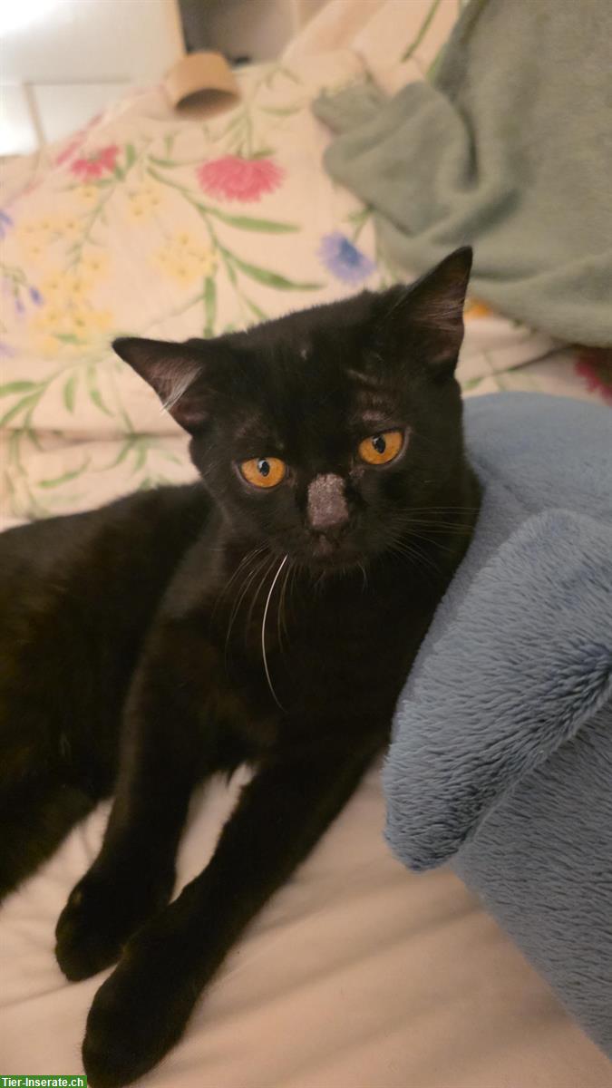 Bild 5: Schwarzer Perser-Mix Kater