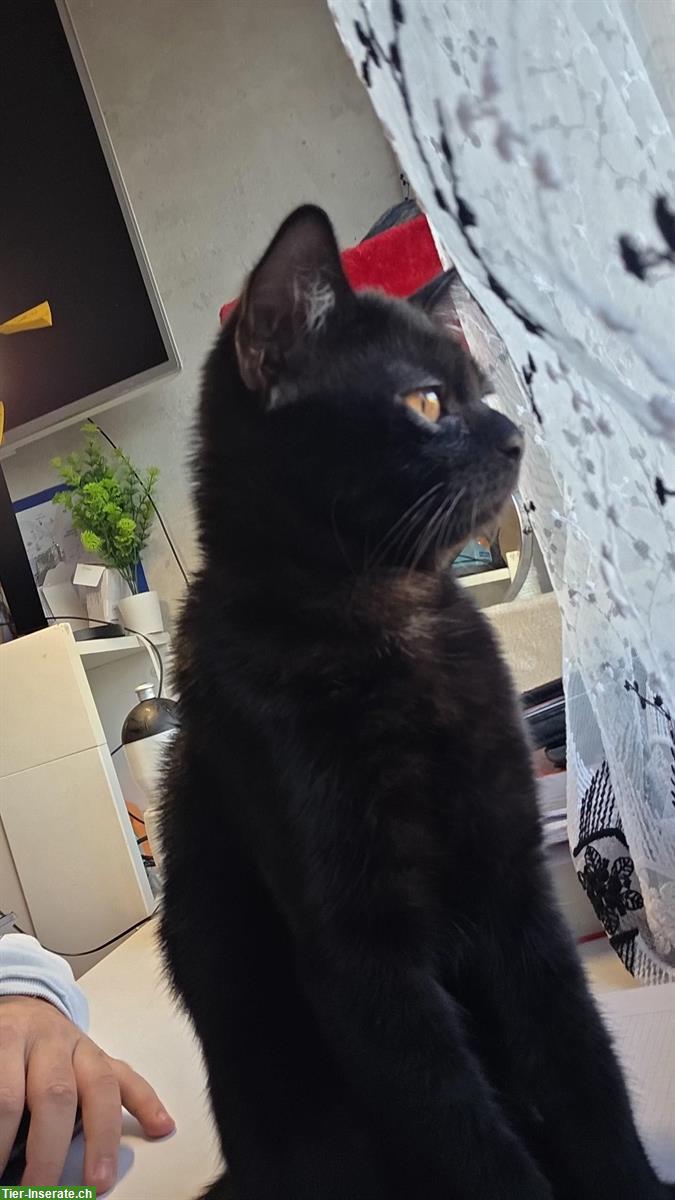 Bild 6: Schwarzer Perser-Mix Kater