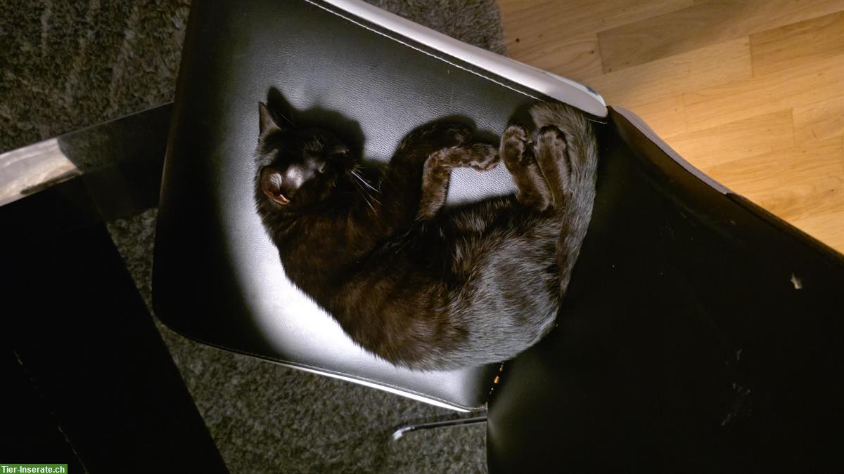 Bild 7: Schwarzer Perser-Mix Kater