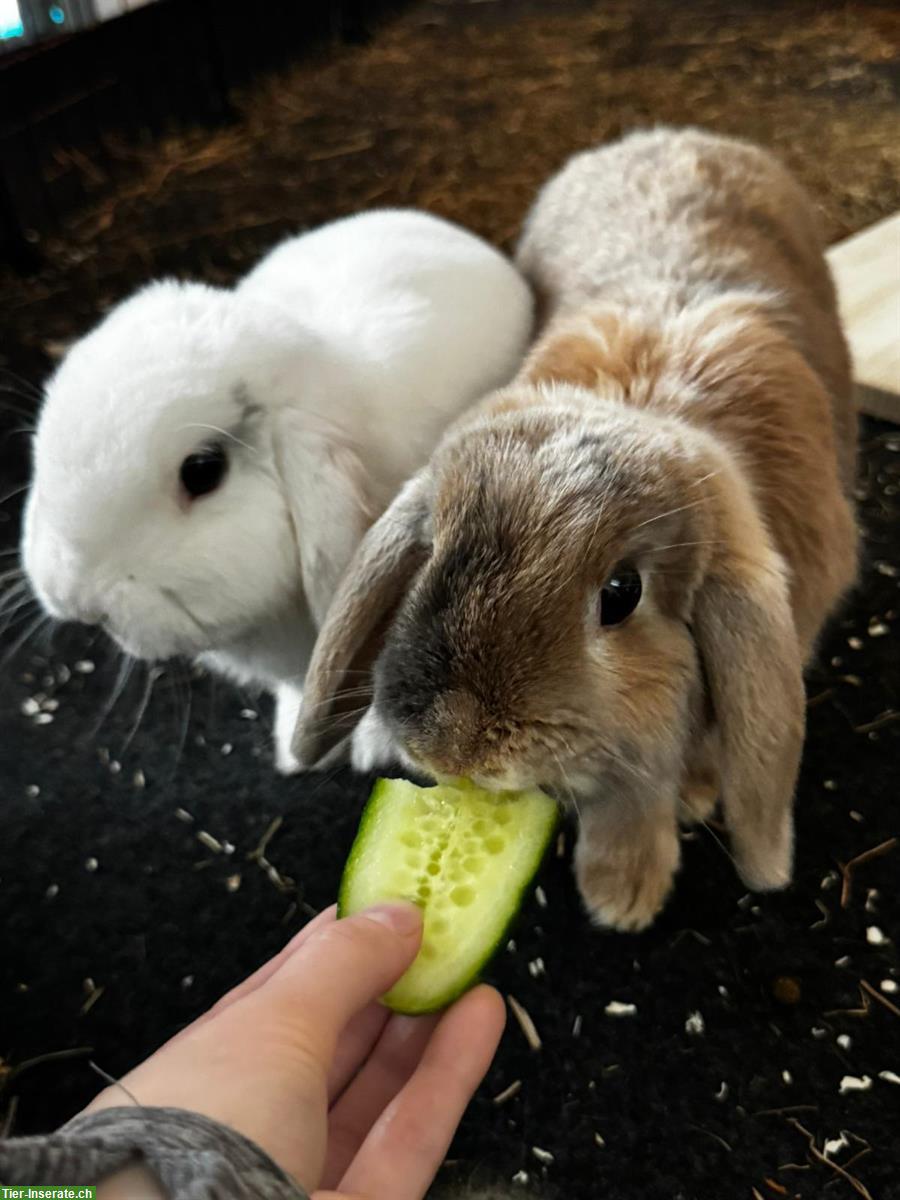 Zwergwidder, Zwergkaninchen Weibchen und Männchen
