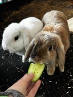 Zwergwidder, Zwergkaninchen Weibchen und Männchen