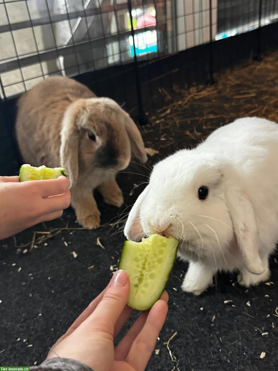 Bild 2: Zwergwidder, Zwergkaninchen Weibchen und Männchen