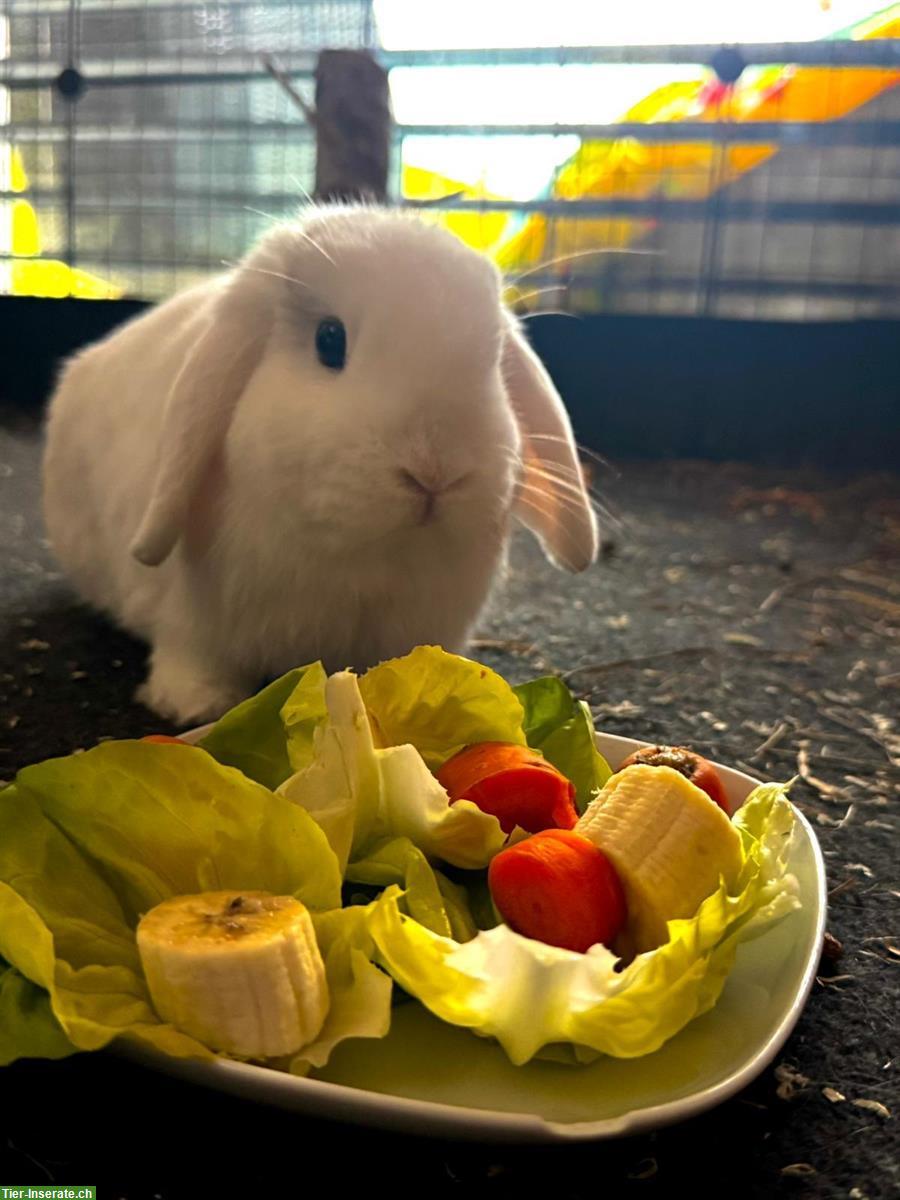 Bild 3: Zwergwidder, Zwergkaninchen Weibchen und Männchen