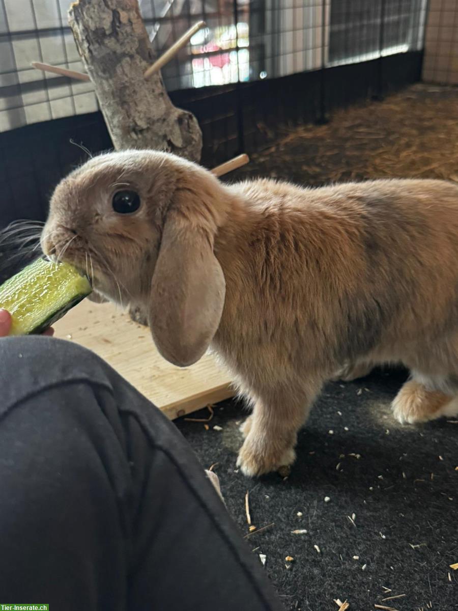 Bild 4: Zwergwidder, Zwergkaninchen Weibchen und Männchen