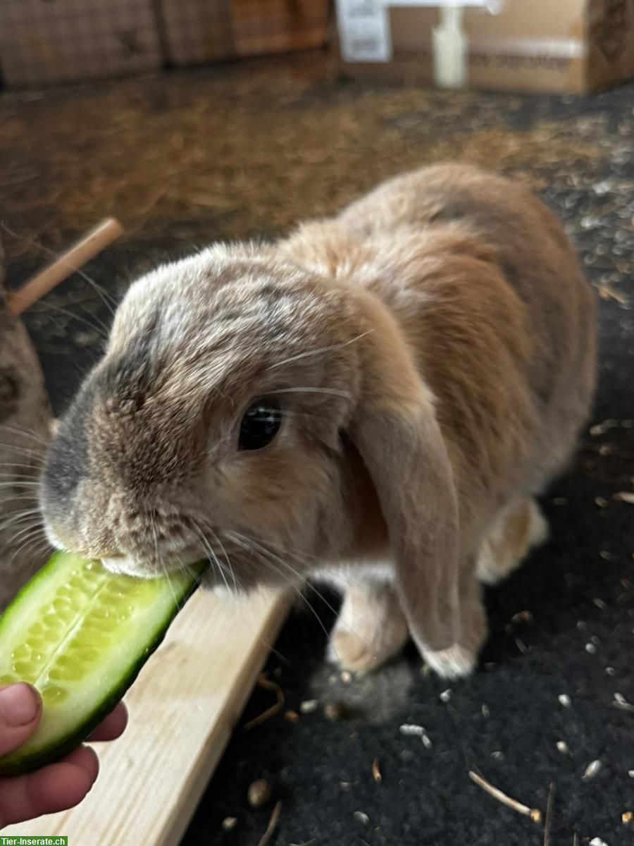 Bild 5: Zwergwidder, Zwergkaninchen Weibchen und Männchen