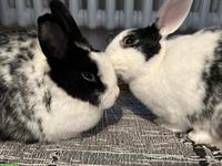 Zwergkaninchen-Pärchen, Weibchen & Männchen