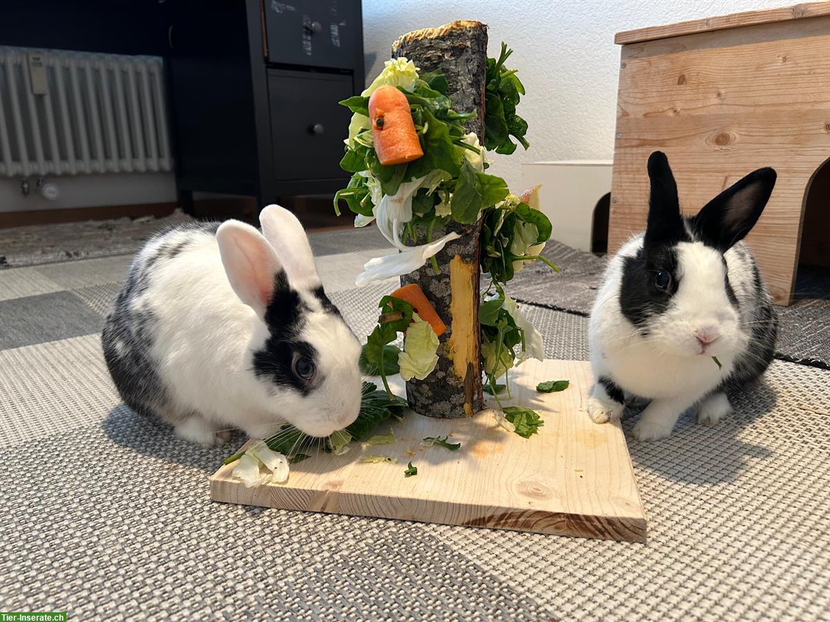 Bild 2: Zwergkaninchen-Pärchen, Weibchen & Männchen