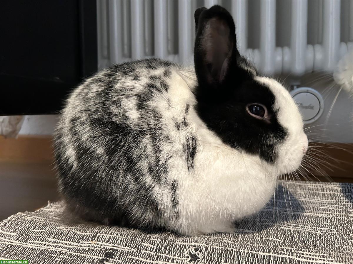 Bild 3: Zwergkaninchen-Pärchen, Weibchen & Männchen